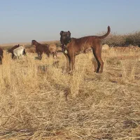 سگ گله ای