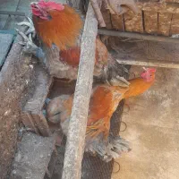 فروش چند عدد خروس سر حال|حیوانات مزرعه|قائم‌شهر, |دیوار