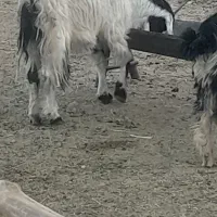 کره گیسه میش وبزجوان|حیوانات مزرعه|مرودشت, ده بید|دیوار