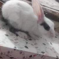 خرگوش
