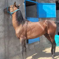 خرید و فروش اسب پالونی|اسب و تجهیزات اسبسواری|دورود, |دیوار