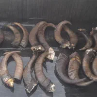 شاخ گاومیش برای چاقو سازا