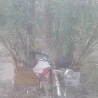 پاجوش نخل|گل و گیاه طبیعی|اهرم, |دیوار