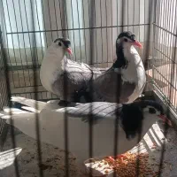 کبوتر مفلق دمگیر