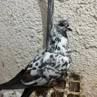 کبوتر|پرنده|گرگان, |دیوار