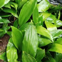 خریدار برگ سیکاس|خدمات باغبانی و درختکاری|تنکابن, |دیوار