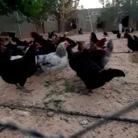 مرغ محلی تخم گذار