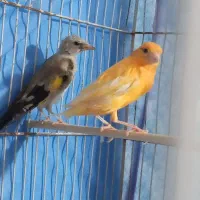 سهره .قناری.|پرنده|شیراز, میانرود|دیوار