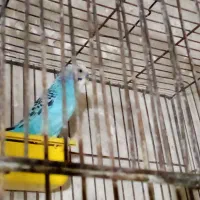 مرغ عشق بالغ نر.وجفت مولدوجوجه تازه دون خوردستی|پرنده|تربت‌حیدریه, حسنی بالا|دیوار