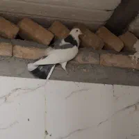 کبوتر پرشی