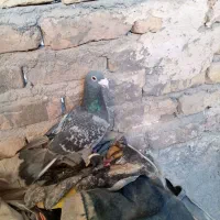 کفتر|پرنده|تربتحیدریه, طالقانی|دیوار