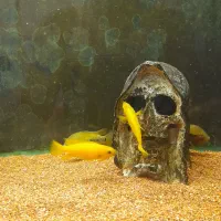 ماهیللوپی.رزیبارب.ومپایر|ماهی|رشت, لاکانی|دیوار