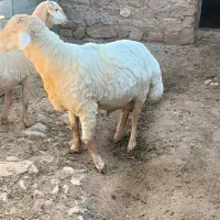 گوسفند