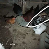 خروس بالغ ده ماه