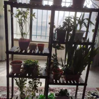 استندگل بزرگ و زیبا ، چوب ترمو ضدموریانه و سوسک.|گل و گیاه طبیعی|نجفآباد, صالح آباد|دیوار