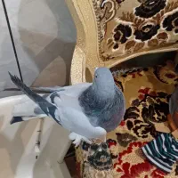 فروشکبوترکچیدمسفید|پرنده|کیار, |دیوار