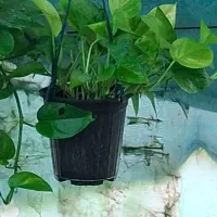 گل. و گیاه|گل و گیاه طبیعی|محلات, |دیوار