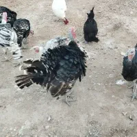 بوقلمون / محلی