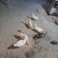 ۶ تا اردک تخم گذار تمیز وسرحال بفروش می رسد.|حیوانات مزرعه|سوق, |دیوار