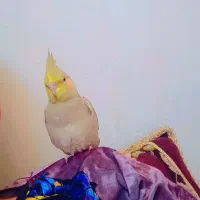 پرنده عروس هلندی|پرنده|فولادشهر, مسکن مهر فولادشهر|دیوار