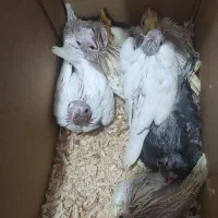 جوجه عروس هلندی