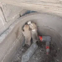 توله سگ نگهبان|سگ|رشتخوار, |دیوار