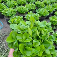 بهار نارنج گلدان ژله ای ۱۲ فقط عمده