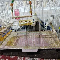 سلام|پرنده|مشهد, چهنو|دیوار