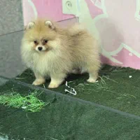 پامرانین خرسی