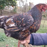 مرغ وخروس محلی، مرغ وخروس برهما، اسرائیلی|حیوانات مزرعه|ماکلوان, |دیوار