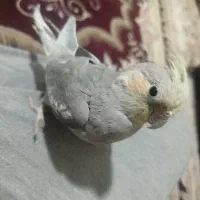 عروس هلندی|پرنده|مشهد, شهید قربانی|دیوار