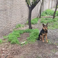 فروش سگ ژرمن ماده