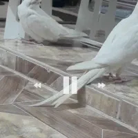 عروس هلندی نر و ماده،بسیار زیبا،باهوش و سخنگو|پرنده|فومن, |دیوار
