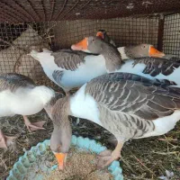 غاز محلی شمالی|حیوانات مزرعه|یاسوج, |دیوار