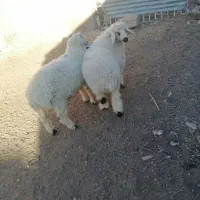 فروش بره نر سبک وزن وبزغاله