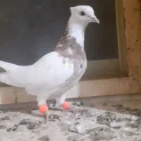 طوق هفت رنگ