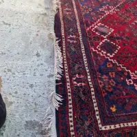 فرش دستباف بافت نو|فرش|اصفهان, دارک|دیوار