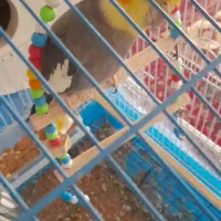 عروس هلندی|پرنده|آذرشهر, |دیوار