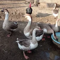 چهار عدد قوغاز 2نر 2ماده