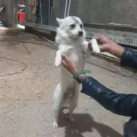 سگ پارمانین