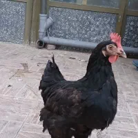 با سلام  ۴ عدد مرغ تخم‌گذار