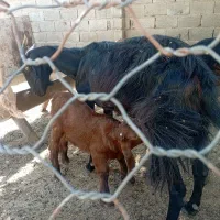 فروش تعدادی کهره و بره چاق