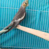عروس هلندی معاوضه با کوتوله