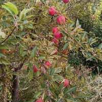 سیب|خوردنی و آشامیدنی|حسین آباد, |دیوار