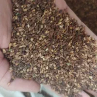 کنجد تمیز ودرجه یک|خوردنی و آشامیدنی|رامشیر, |دیوار