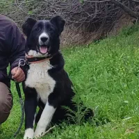 توله خراسانی اصیل ۷ ماهه