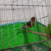 قناری|پرنده|فشاپویه, |دیوار