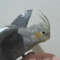 یک جفت مولد با ۳ جوجه  دو ماهه  سالم و سرحال|پرنده|ری, فیروزآبادی|دیوار