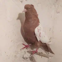 کفتر سینه زرد|پرنده|چناران, |دیوار