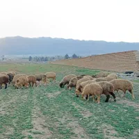 شیشک داشتی|حیوانات مزرعه|شیراز, شهرک قمشه|دیوار